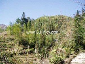 Longsheng